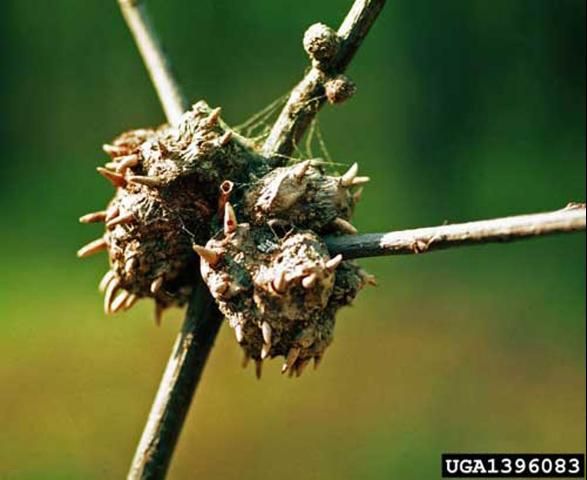 Figure 5. Mature horned oak galls caused by the gall wasp Callirhytis cornigera (Osten Sacken).