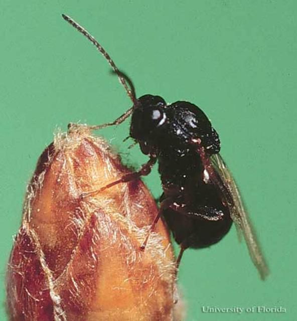 Figure 6. Adult gall wasp, Callirhytis cornigera (Osten Sacken).