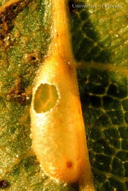 Figure 8. Adult emergence hole in a leaf vein gall of the gall wasp, Callirhytis cornigera (Osten Sacken).