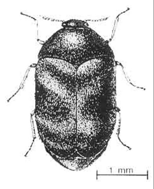 Figure 2. Adult.