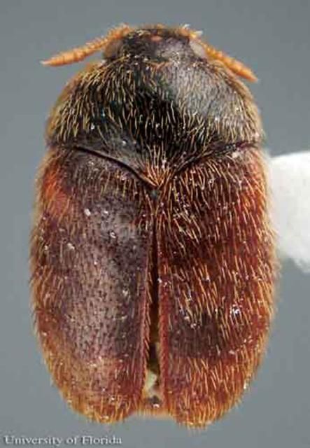 Figure 1. Adult khapra beetle, Trogoderma granarium Everts.