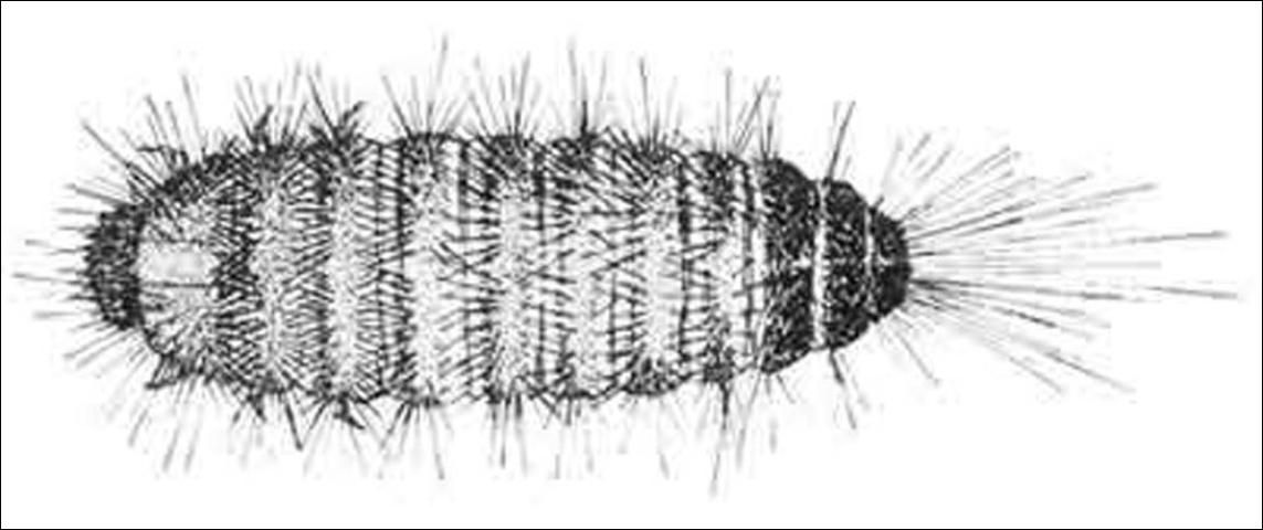 Figure 4. Late instar larva—tail to right.