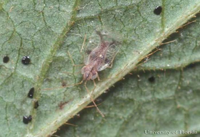 Figure 1. Adult azalea lace bug, Stephanitis pyrioides (Scott), and excrement.