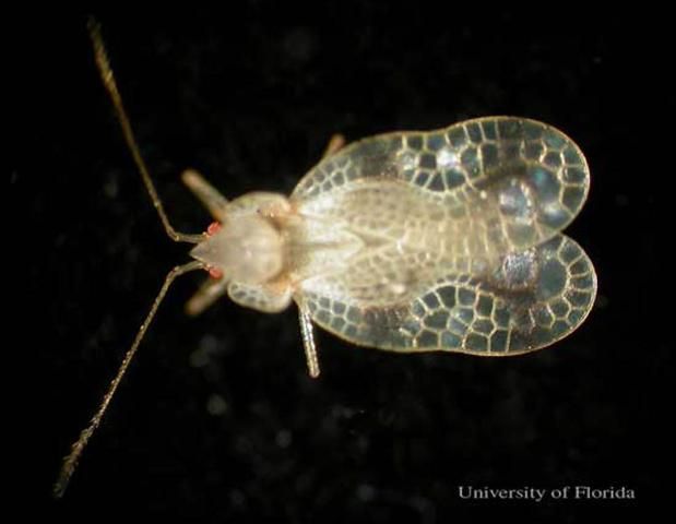 Figure 2. Adult azalea lace bug, Stephanitis pyrioides (Scott).