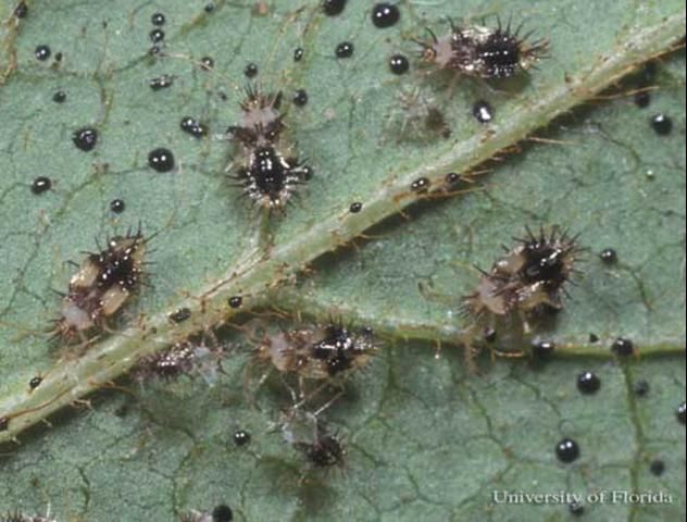 Figure 3. Nymphs of the azalea lace bug, Stephanitis pyrioides (Scott), with several cast skins and excrement.