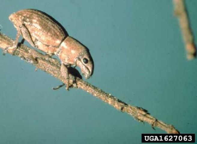 Figure 4. Lateral view of adult Fuller rose beetle, Pantomorus cervinus (Boheman).