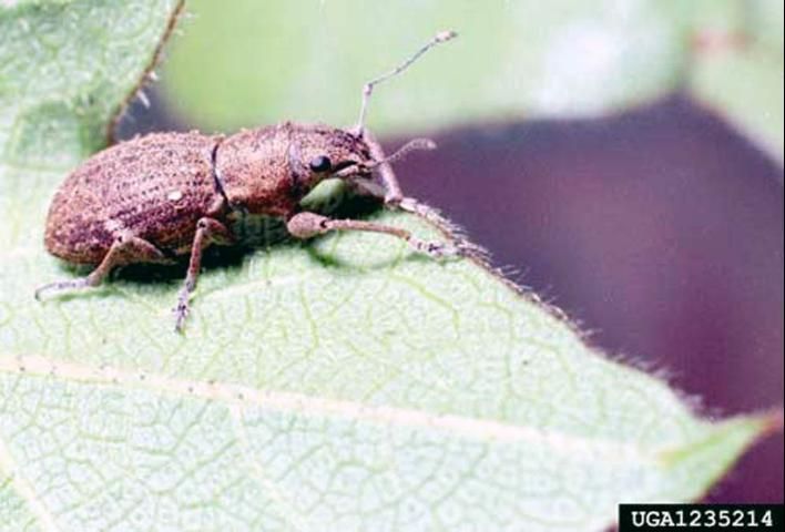 Figure 1. Adult Fuller rose beetle, Pantomorus cervinus (Boheman), on cotton leaf.