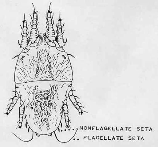 Figure 2. Adult female phalaenopsis mite, Tenuipalpus pacificus Baker.