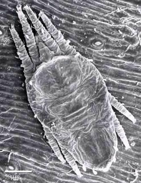 Figure 7. Deutonymph of the false spider mite, Brevipalpus phoenicis (Geijskes).