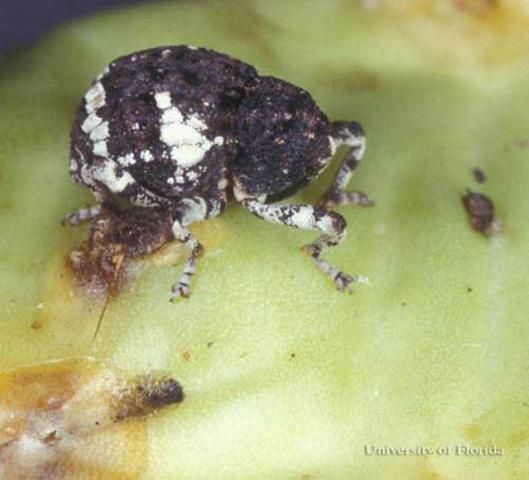 Figure 1. Adult Gerstaeckeria hubbardi (LeConte), a cactus weevil. Head at right.