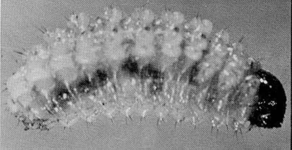 Figure 4. Larva of Gerstaeckeria hubbardi (LeConte), a cactus weevil.