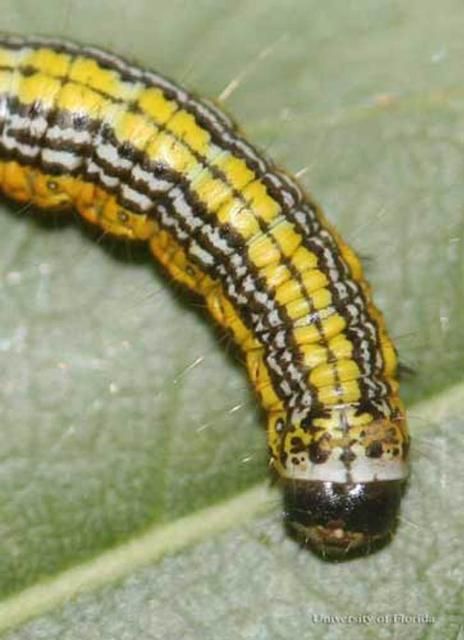 Figure 5. Close-up dorsal view of larva of the mahogany webworm, Macalla thyrsisalis Walker. Note white anterior margin of prothorax and continuous dorsal medial line when caterpillar is contracted.