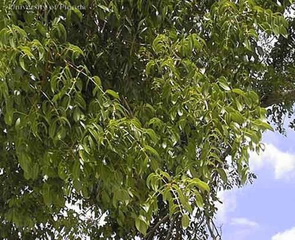 Figure 9. Mature foliage of West Indies mahogany, Swietenia mahagoni Jacquin, is deep green in color.