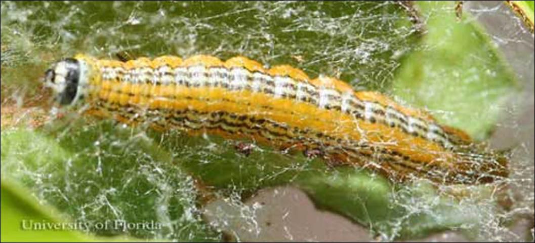Figure 6. El gusano tejedor de la caoba, Macalla thyrsisalis Walker, con su telaraña.