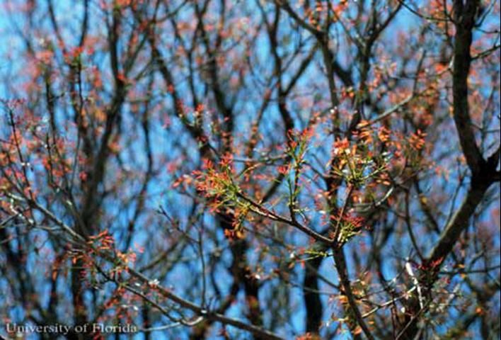 Figure 8. El follaje joven en la primavera de la caoba Antillana, Swietenia mahagoni Jacquin, tiene un color rojizo.