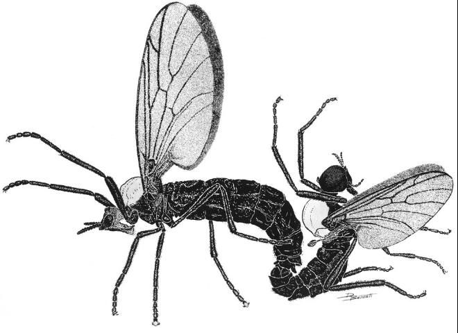 Figure 1. Pair of mating lovebugs with larger female on left. Note the elongated female rostrum (snout-like prolongation of the head) and large circular male eyes.