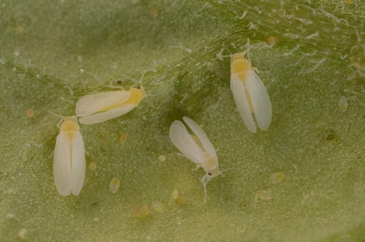 Figure 1. Newly emerged adult SWF with eggs and young nymphs.