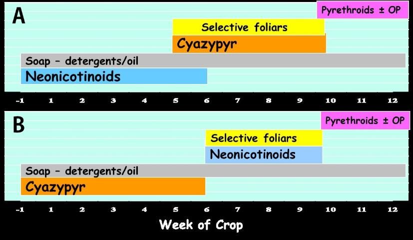 Figure 4. Two possible programs for insecticidal whitefly control: A) neonicotinoid drench just prior to and directly after planting followed later in the crop cycle by a soil application of cyantraniliprole (cyazypyr) or by foliar applications of selective products mid-season, finishing with one or more pyrethroid sprays with or without an organophosphate (malathion) at the end of the season if necessary to reduce whitefly migration to other crops. Products such as soaps, oils or biologicals could be used any time as needed. B) Reversing the order of cyazypyr and neonicotinoid soil applications.