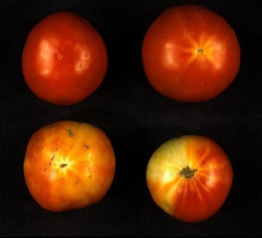 Figure 3. Normally ripened tomato (top left) compared with fruit affected by tomato irregular ripening of varying intensity caused by feeding of SWF nymphs on foliage.