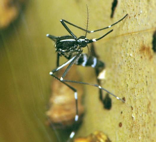 Figure 2. Aedes albopictus female.