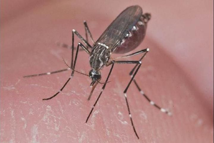 Figure 1. Aedes aegypti female.
