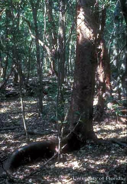 Figure 5. Tropical hardwood hammock habitat in Upper Florida Keys.