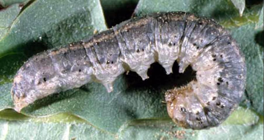 Figure 3. Lateral view of the larva of a black cutworm, Agrotis ipsilon (Hufnagel).