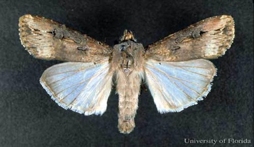Figure 1. Adult black cutworm, Agrotis ipsilon (Hufnagel).