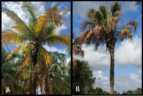 Palms infected with palm lethal decline phytoplasmas; A) coconut palm infected with lethal yellowing (LY) in Jamaica and B) cabbage palm infected with lethal bronzing (LB) in Florida.