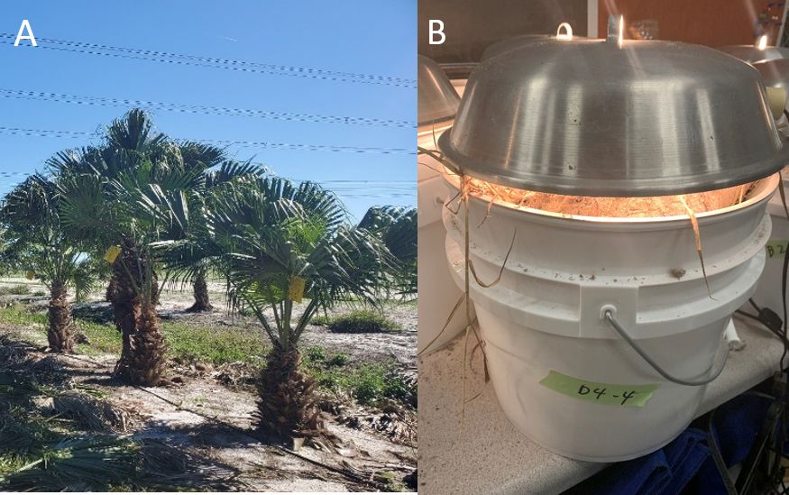 Example of sampling protocol for collecting Haplaxius crudus; A) yellow sticky traps in palm canopies for adults, indicated by white arrow and B) grass/soil samples for nymphs in Berlese funnel.