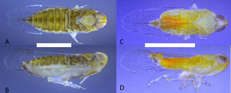 Adult Haplaxius crudus: A) dorsal view of female, B) lateral view of female, C) dorsal view of male, and D) lateral view of male; scale bar = 1mm .