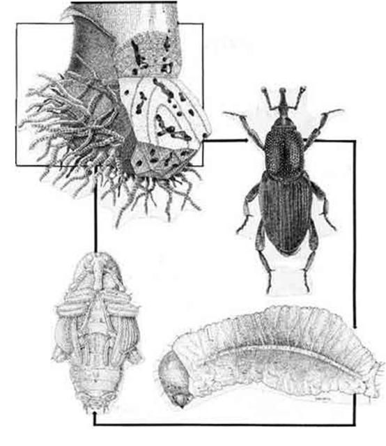 Figure 9. Life cycle of the banana root borer, Cosmopolites sordidus (Germar). Clockwise from top right, adult, larva, pupa, and tunnels in the banana corm.