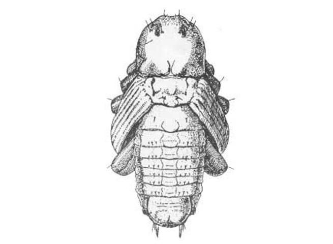 Figure 8. Dorsal view of the pupa of the banana root borer, Cosmopolites sordidus (Germar).