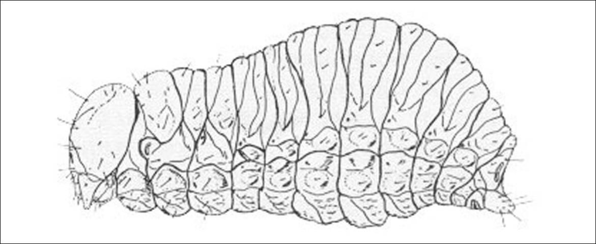 Figure 6. Larva of the banana root borer, Cosmopolites sordidus (Germar).