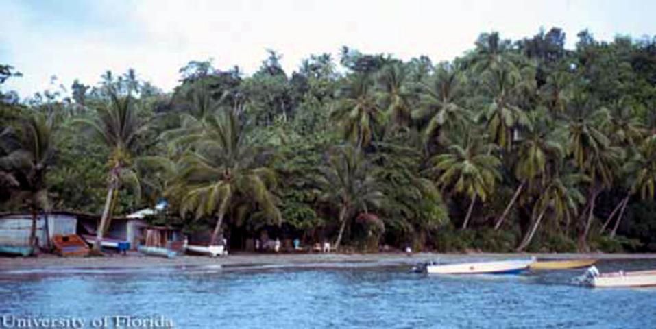 Figure 19. Palmas de coco, Cocos nucifera L. por la costa de Dominica, Antillas Occidentales. Esta especie de palma es un elemento importante en los paisajes de las costas tropicales.