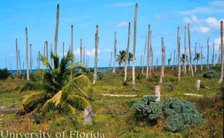 Figure 18. Troncos muertos de palmas de coco, Cocos nucifera L., se quedaron en la costa norte de Yucatán, México, en 1993, después de la destrucción de las plantaciones por el AL durante la década previa.
