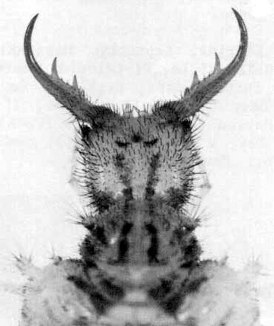 Figure 4. Dorsal view of the larval head of Glenurus gratus (Say), an antlion. Notice the two-toothed mandible, an identifying characteristic of this genus.