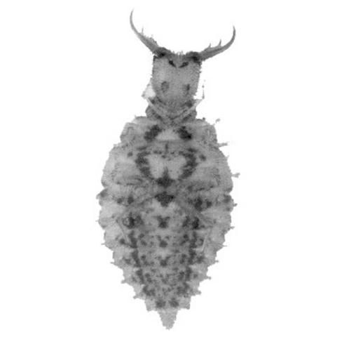 Figure 3. Ventral view of larvae of Glenurus gratus (Say), an antlion.
