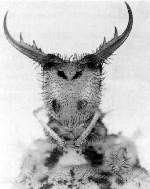 Figure 5. Ventral view of the larval head of Glenurus gratus (Say), an antlion.