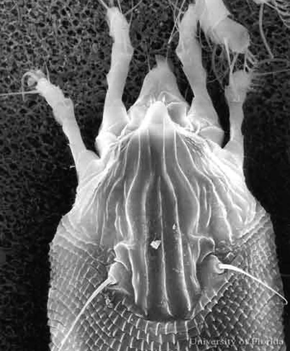 Coconut mite, Aceria guerreronis Keifer. From “Insects on Palms,” by Howard et al. 2001.