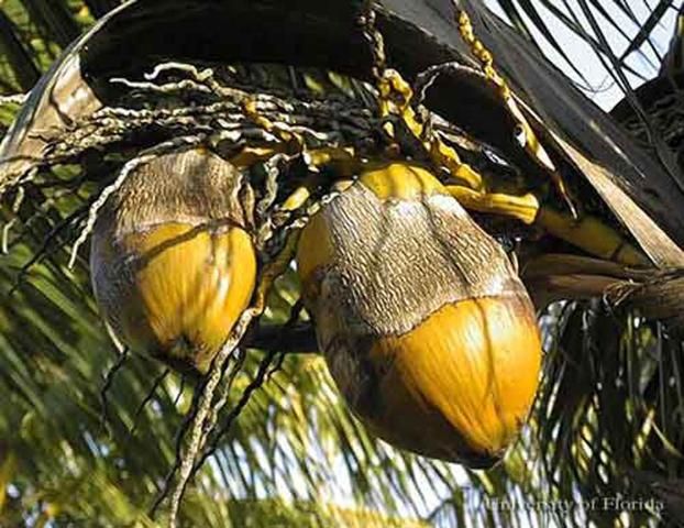 Figure 3. Coconuts with damage by coconut mite, Aceria guerreronis Keifer.