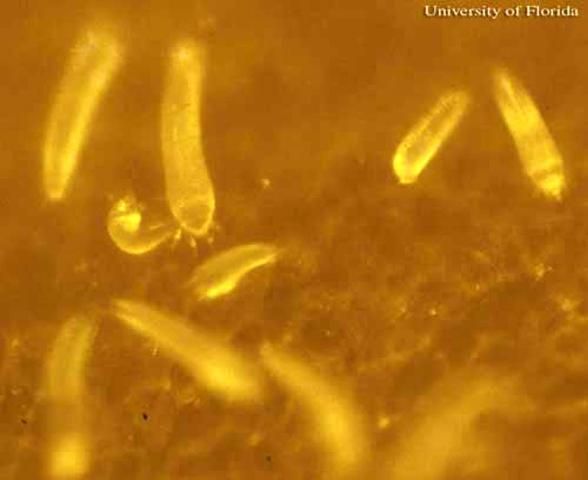 Figure 2. A colony of Aceria guerreronis Keifer, a coconut mite.