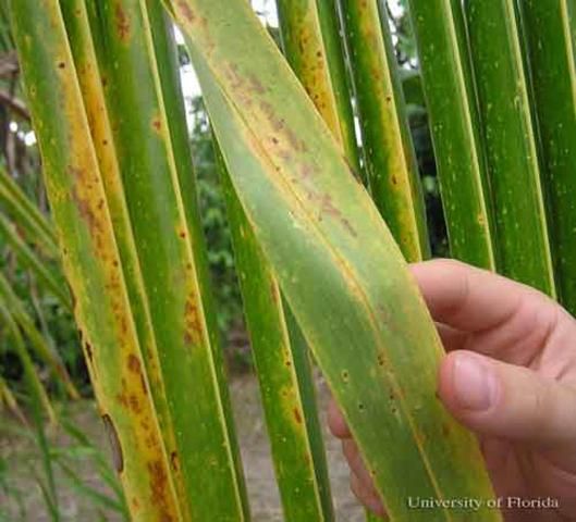 Figure 4. Close up of palm damage caused by the red palm mite, Raoiella indica Hirst.