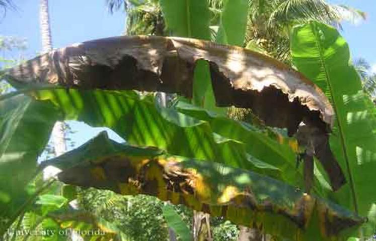 Figure 5. Damage to banana caused by the red palm mite, Raoiella indica Hirst.
