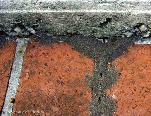 Figure 3. Soil displaced by bigheaded ants, Pheidole megacephala (Fabricius), excavating underneath walkways or driveways.