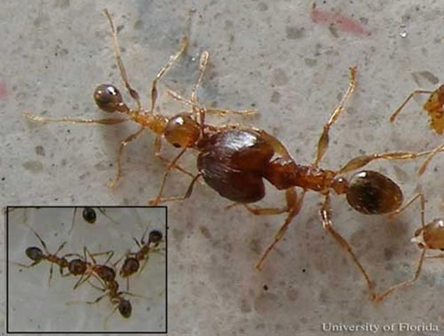 Figure 9. Trophallaxis between major and minor workers, and between two minor workers (insert), of the bigheaded ant, Pheidole megacephala (Fabricius).