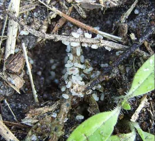 Figure 6. Bigheaded ant, Pheidole megacephala (Fabricius), brood found under a stone on soil.