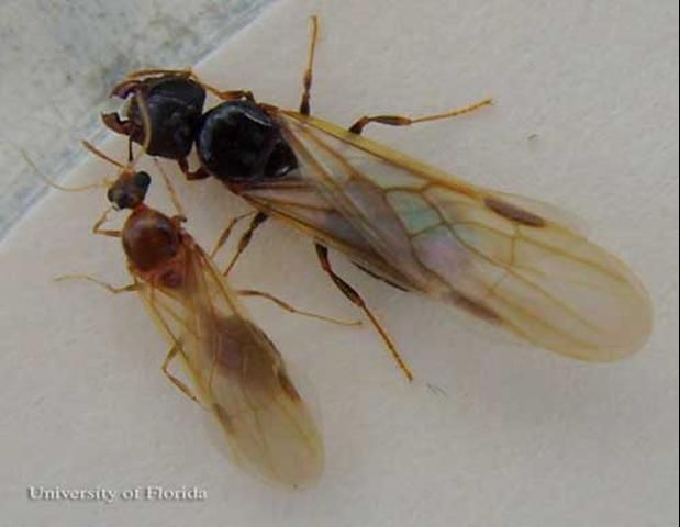 Figure 7. Bigheaded ant, Pheidole megacephala (Fabricius), alates. Male (left), female (above, right).