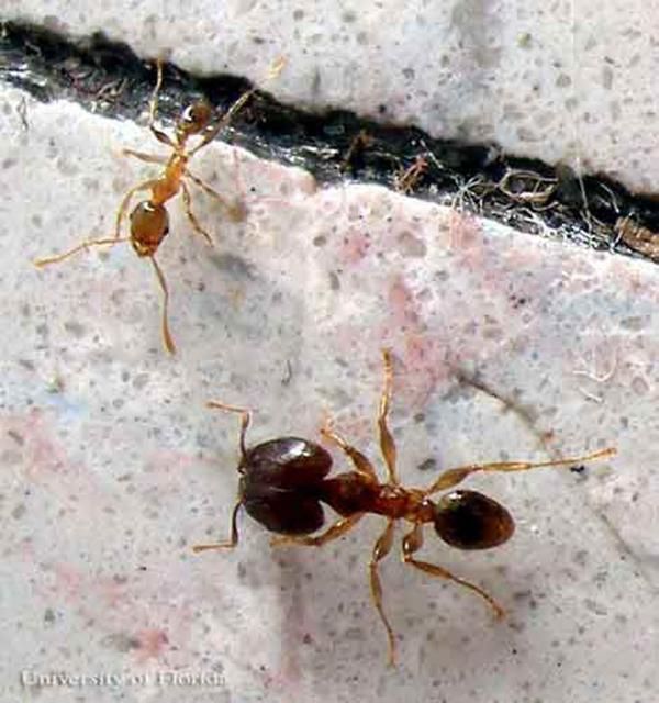 Figure 5. Bigheaded ant, Pheidole megacephala (Fabricius), minor (upper left) and major (lower right) workers.