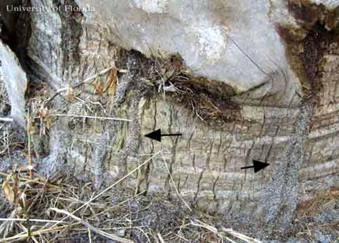 Figure 1. Bigheaded ant, Pheidole megacephala (Fabricius), foraging tubes on a palm tree. Arrows indicate two of the foraging tubes.